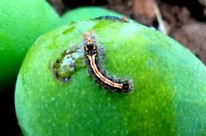 uploads/images/pest/mango caterpillar.jpg